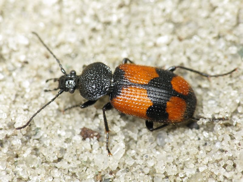 Panagaeus cruxmajor (Linne, 1758)